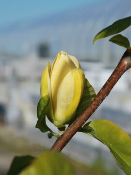Magnolia_brookliska_Yellow_Bird_1.jpg