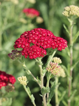 krwawnik-pospolity-red-velvet.jpg