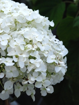 Hortensja drzewiasta 'Strong Annabelle' PBR