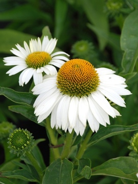 jezowka-meditation-white.JPG