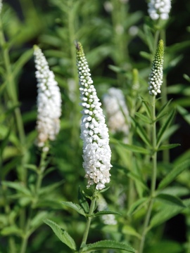 Przetacznik długolistny 'First Lady'