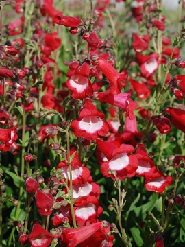 Penstemon 'Rubicunda'