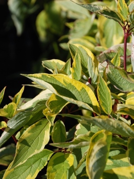 Liście derenia białego 'Spaethii'