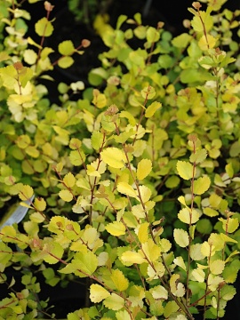 Brzoza karłowata 'Golden Treasure' PBR - latem