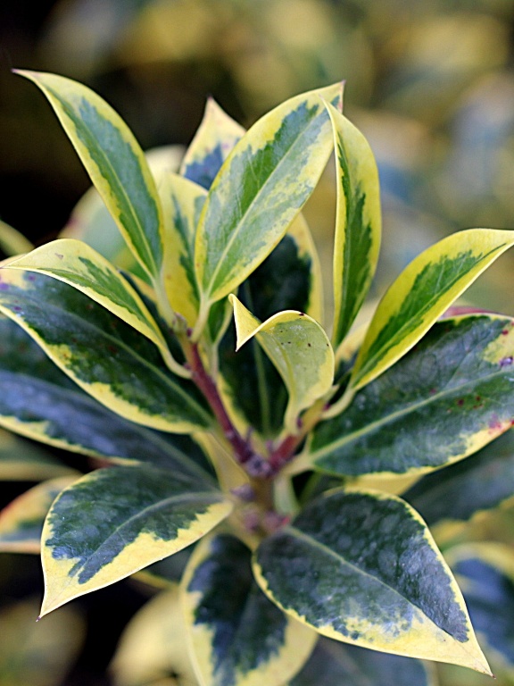 Ostrokrzew kolczasty 'Aurea Marginata'