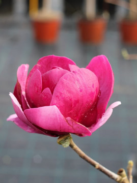 magnolia-soulangea-black-tulip2.jpg