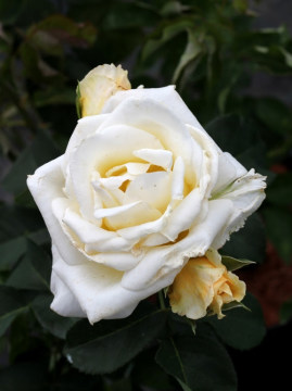 roza-wielkokwiatowa-chopin2.jpg