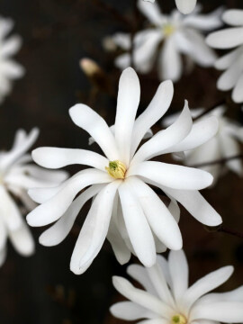magnolia_gwiadzista_3.jpg