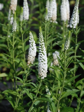 Przetacznik długolistny 'First Lady'