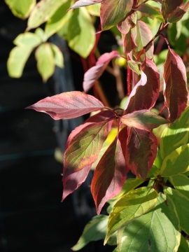 Liście derenia białego 'Spaethii' - jesienią