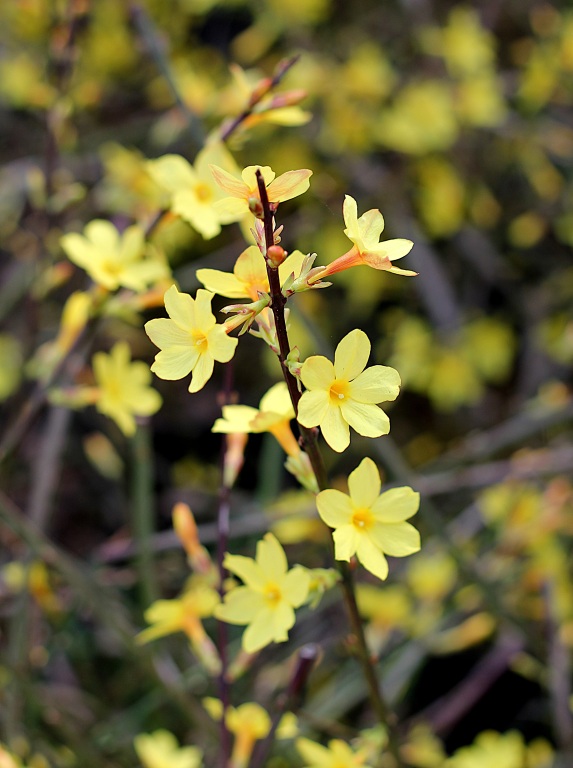 Jaśmin nagokwiatowy