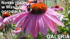 Pochwal się swoimi roślinami i ogrodem