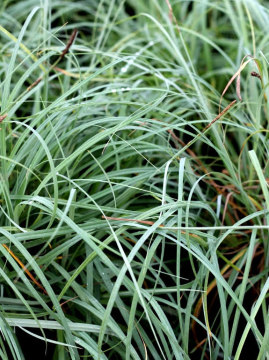 Turzyca sina 'Blue Zinger'