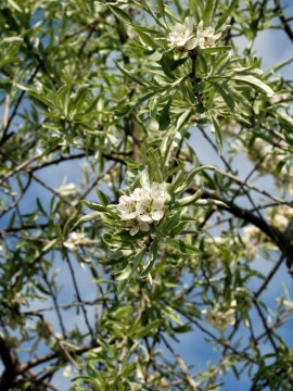 Grusza wierzbolistna 'Pendula'