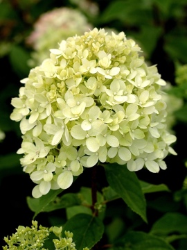 hortensja-bukietowa-little-lime-jane4.jpg