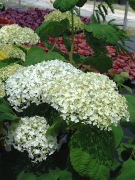 Hortensja drzewiasta 'Strong Annabelle' PBR