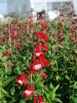 Penstemon 'Rubicunda'