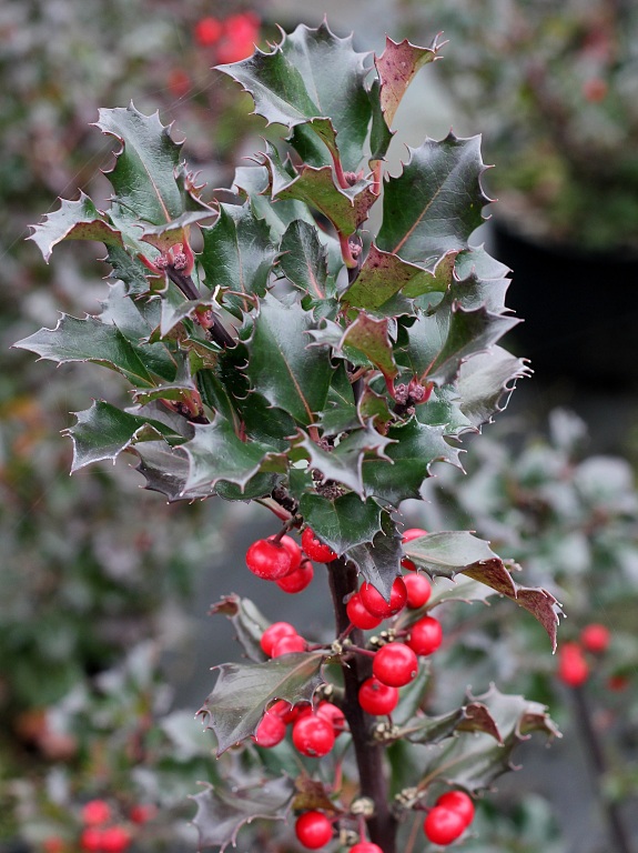 Ostrokrzew Meservy 'Blue Princess'