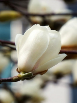 magnolia-soulangea-lennei-alba.jpg