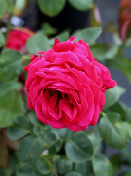 roza-wielkokwiatowa-dame-de-coeur1.jpg