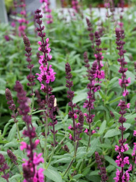 Szałwia omszona 'Pink Field'