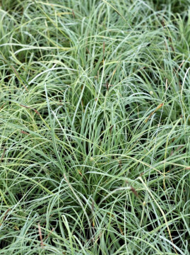 Turzyca sina 'Blue Zinger'
