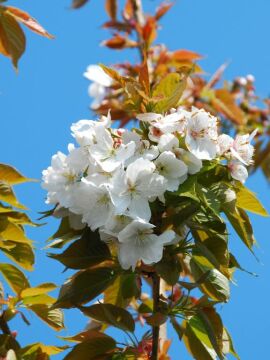 Wiśnia piłkowana ‘Taihaku'