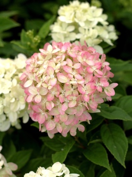 Hortensja bukietowa LITTLE LIME 'Jane'