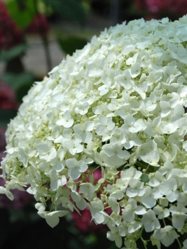Hortensja drzewiasta 'Strong Annabelle' PBR