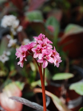 bergenia-dragonfly-sakura.JPG