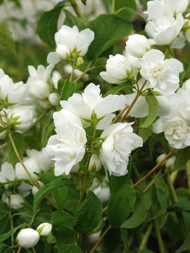 jasminowiec-bouquet-blanc.JPG
