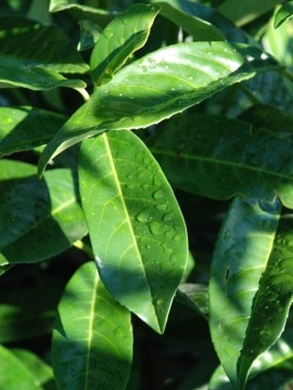 Laurowiśnia wschodnia 'Genolia' PBR