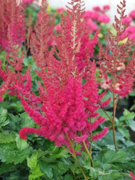 Tawułka 'Cardinal'