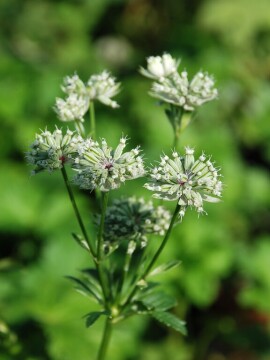 Jarzmianka większa 'Astra White'