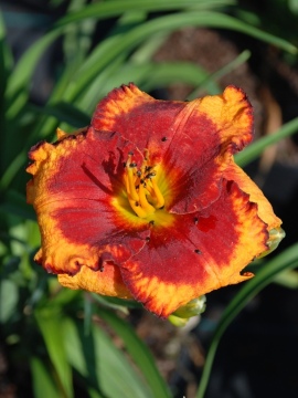 liliowiec-andy-dandy.JPG