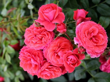 Róże rabatowe wielokwiatowe