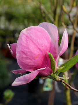 magnolia-soulangea-lennei3.jpg