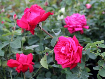 Róża wielkokwiatowa 'Dame de Coeur'