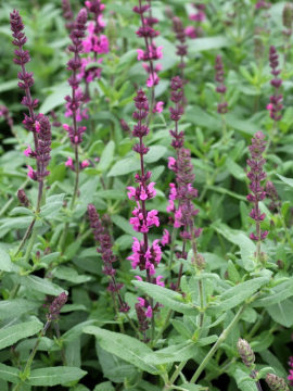 Szałwia omszona 'Pink Field'