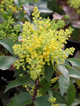 Mahonia pospolita 'Apollo'