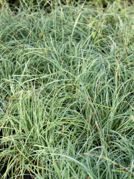 Turzyca sina 'Blue Zinger'