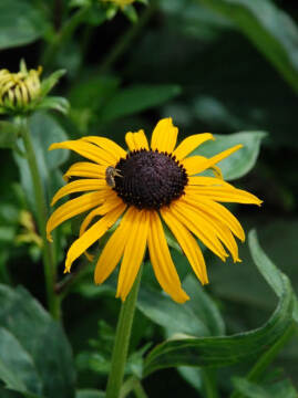 rudbekia_goldstrun_575x768.jpg