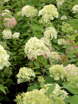 Hortensja bukietowa LITTLE LIME 'Jane'