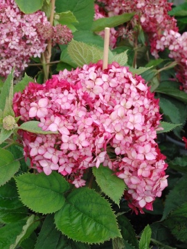   Hortensja drzewiasta 'Ruby Annabelle' PBR