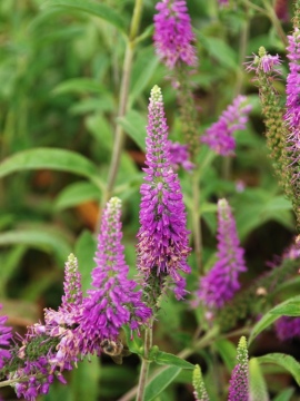 Przetacznik długolistny 'First Match'