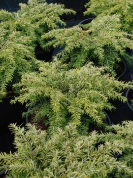 Choina kanadyjska 'Jeddeloh'