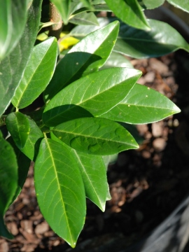 Laurowiśnia wschodnia 'Genolia' PBR