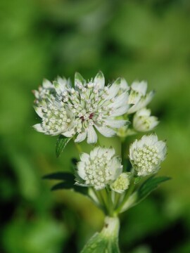 Jarzmianka większa 'Astra White'