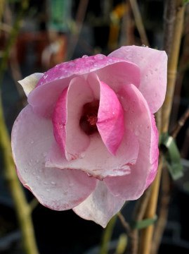 Magnolia Soulange'a 'Lennei'