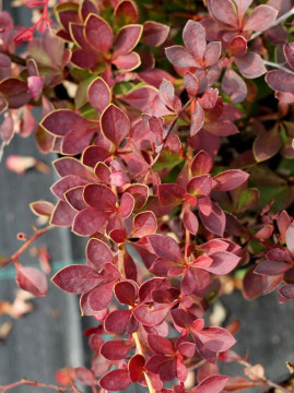 Berberys Thunberga 'Red Carpet'